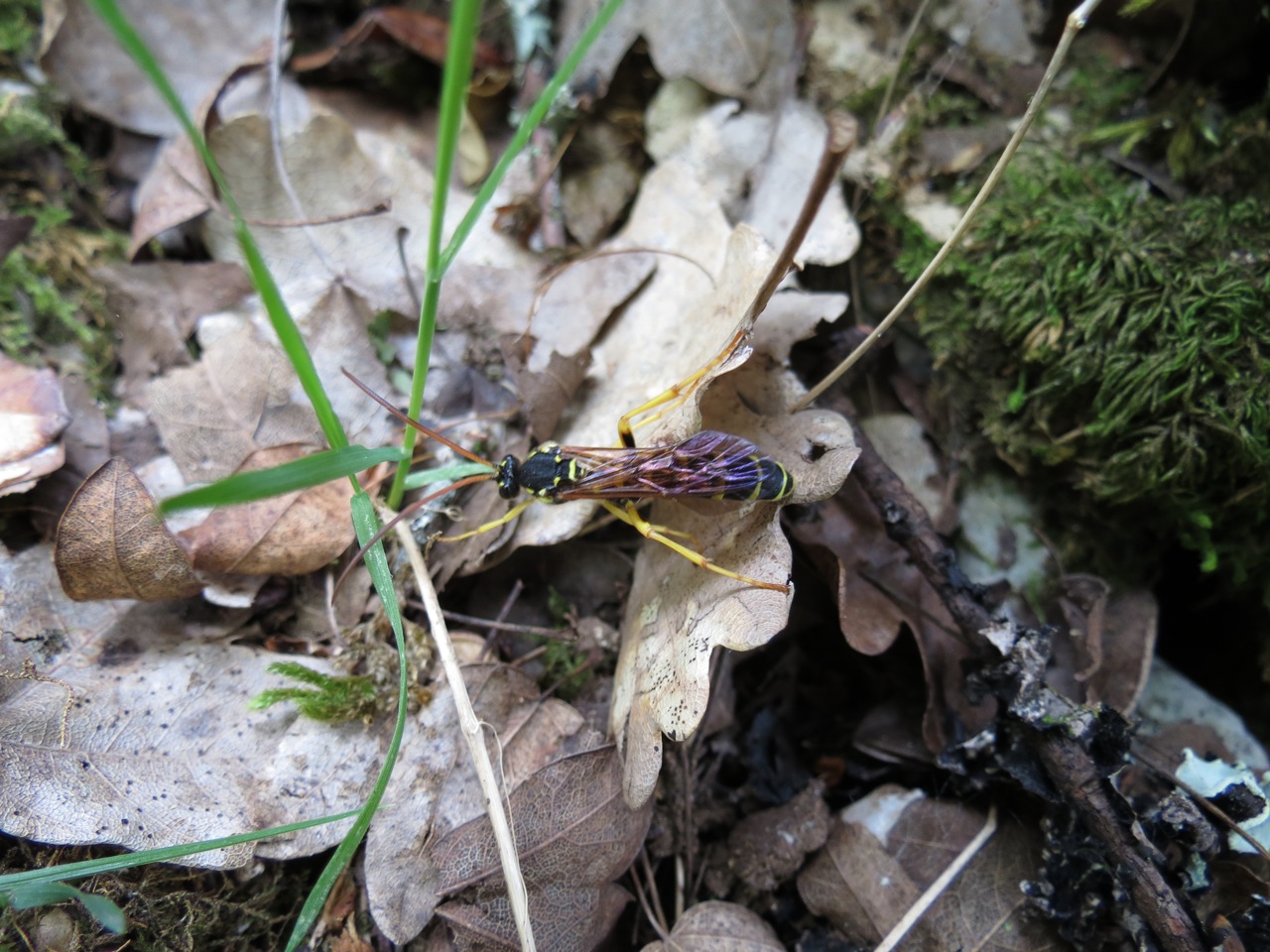 Tenthrède de la scrofulaire 1285